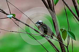 Light-vented Bulbul bulbul on a tree branch