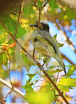 Light-vented Bulbul or chinese bulbul