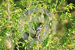 Light-vented Bulbul or chinese bulbul