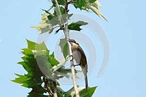 Light-vented Bulbul or chinese bulbul