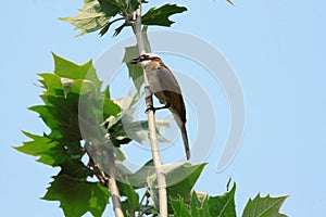 Light-vented Bulbul or chinese bulbul