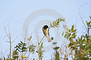 Light-vented Bulbul or chinese bulbul