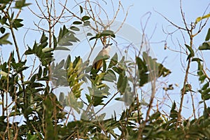 Light-vented Bulbul or chinese bulbul