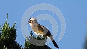 Light-vented Bulbul or chinese bulbul