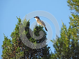 Light-vented Bulbul or chinese bulbul