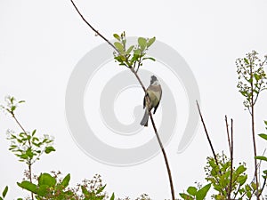 Light-vented Bulbul or chinese bulbul