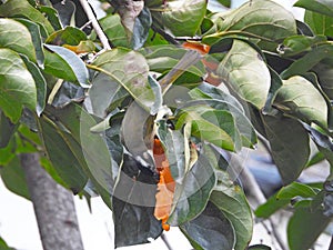 A Light-vented Bulbul perches on a tree branch