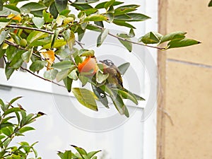 A Light-vented Bulbul perches on a tree branch