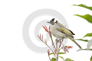 Light-vented Bulbul