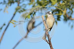 Light-vented Bulbul on top of a branch