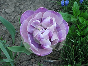 Light violaceous terry tulip