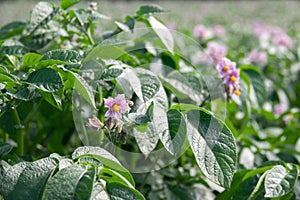 Light violet blooming potato flowers with green leaves on a farm field close-up. Green bushes of flowering potatoes. Blurred