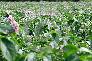 Light violet blooming potato flowers with green leaves on a farm field. Green bushes of flowering potatoes. Growing potatoes in