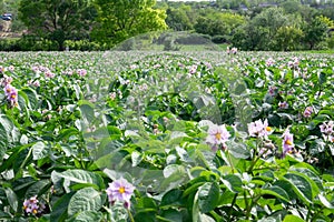 Light violet blooming potato flowers with green leaves on a farm field. Growing potatoes in the countryside