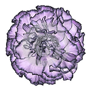 A light violet-blue carnation flower with a black fringing in watercolor style on an isolated white background. Close-up. For des