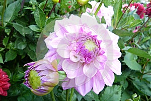 light violet dahlia in garden