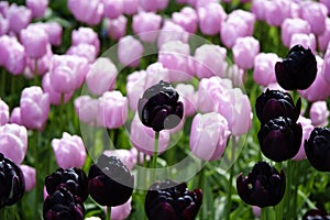 Light violet and dark volet tulips meadow