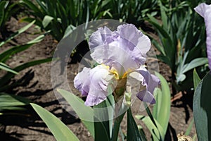 Light violet flower of iris in May