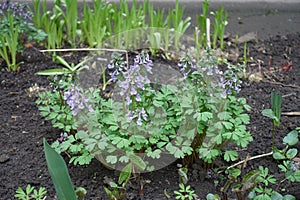Light violet flowers of Corydalis solida in April