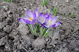 Light violet flowers of 3 Crocus tommasinianus in March