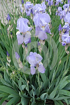 Light violet flowers of Iris germanica