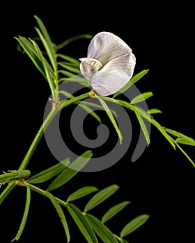 Light violet flowers of wild sweet pea, isolated on black background