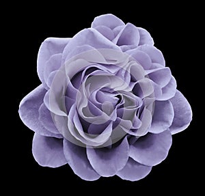 Light violet rose flower on the black isolated background with clipping path.Closeup no shadows.