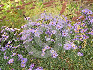 Virgin light violet asters