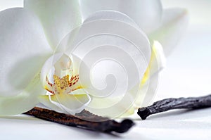 light white orchid beautiful flower and fluttering butterflies Hand drawn branch on white