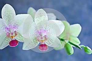 light white orchid beautiful flower and fluttering butterflies Hand drawn branch on white