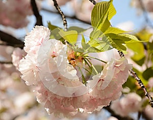 Light white pink sakura blossom in sunny day