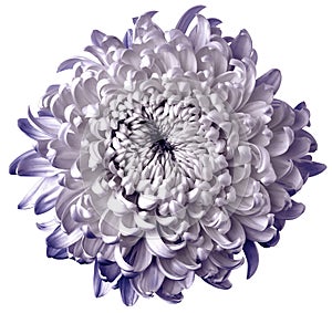 Light  white-violet  flower chrysanthemum isolated on white background. For design. Clearer focus. Closeup. Nature