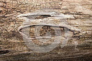 Light wood tree trunk surface with weird texture