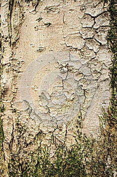 Light wood tree trunk texture covered with green moss from the bottom