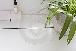 Light wooden texture table with green houseplant top view