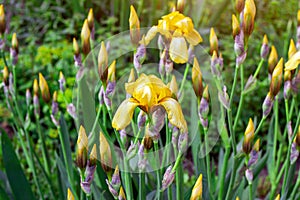 Light yellow blooming Irises xiphium Bulbous iris, sibirica flowers on green leaves ang grass background in the garden