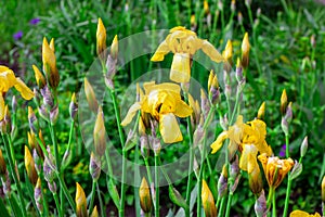 Light yellow blooming Irises xiphium Bulbous iris, sibirica flowers on green leaves ang grass background in the garden