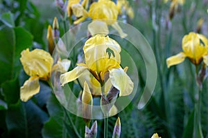 Light yellow blooming Irises xiphium Bulbous iris, sibirica on green leaves ang grass background in the garden in spring