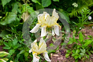 Light yellow blooming Irises xiphium Bulbous iris, sibirica on green leaves ang grass background in the garden