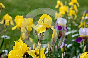 Light yellow blooming Irises xiphium Bulbous iris, sibirica on green leaves ang grass background in the garden in spring