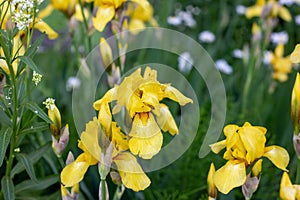 Light yellow blooming Irises xiphium Bulbous iris, sibirica on green leaves ang grass background in the garden