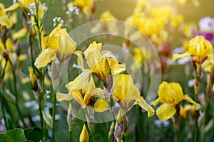 Light yellow blooming Irises xiphium Bulbous iris, sibirica on green leaves ang grass background in the garden in spring