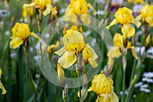 Light yellow blooming Irises xiphium Bulbous iris, sibirica on green leaves ang grass background