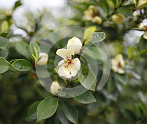 Light yellow camellia, japonica, in full bloom