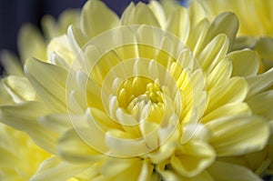 Light yellow chrysanthemum flower