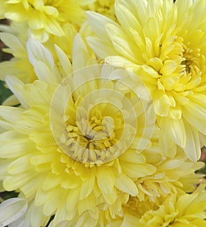 Light yellow chrysanthemums