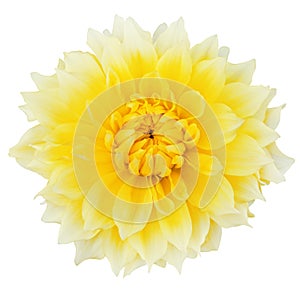 Light yellow Dahlia `Hapet Yellow Gigant` isolated on white background