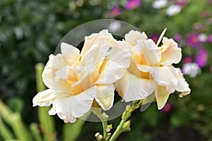 Light yellow daylily flowers on different backgrounds