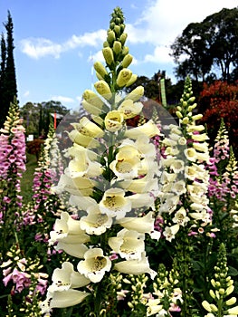 Light yellow digitalis foxy or foxglove flower in the garden.