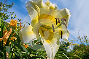 Light yellow flower Lily against the sky. Lily flowers bloom in the garden. Flower Lily closeup.